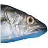 Merluza