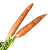 Zanahoria
